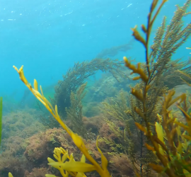 Underwater Waves